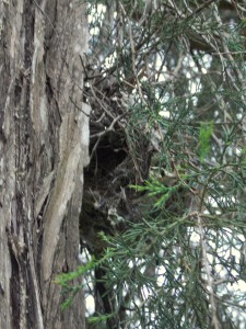 A bird's nest dangling in the cedar tree.